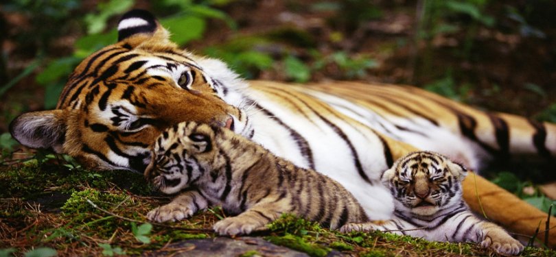 Tiger with cubs at kerala