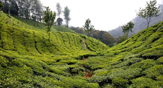 Munnar