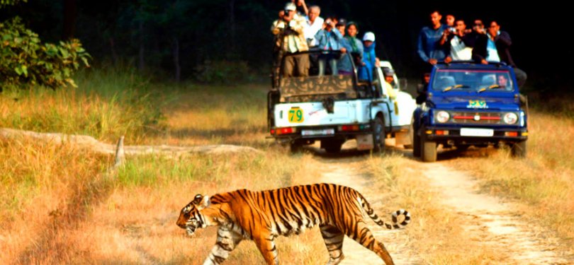 Majestic Uttrakhand Tour Corbett National Park