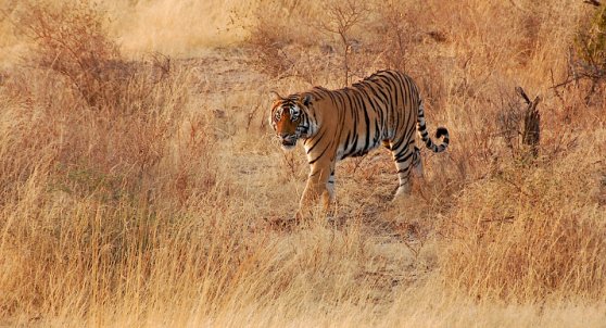 Ranthambore