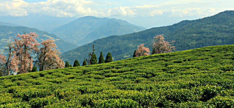 Sikkim Tea Gardens Outer View