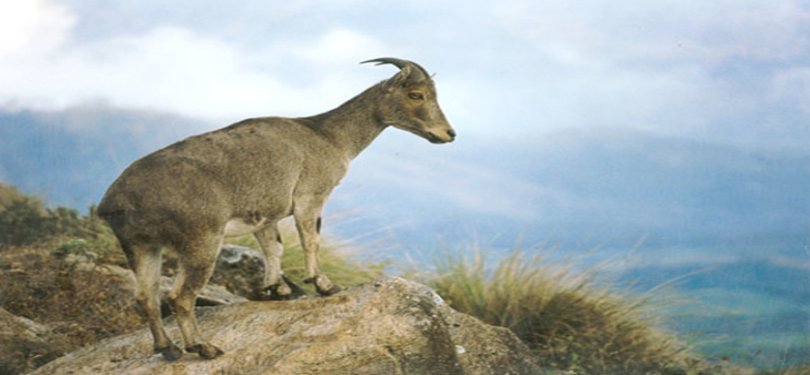 Echo Point Munnar