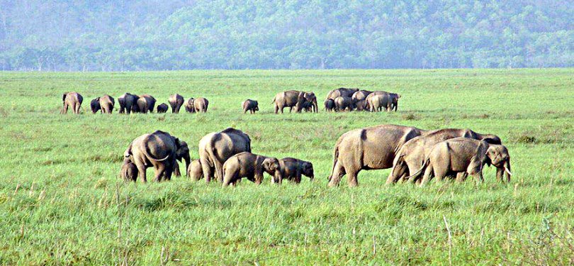 Elephant Grazing at Periyar