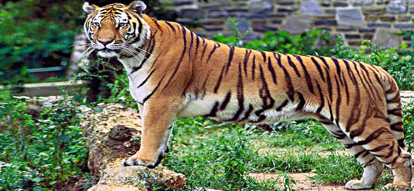 Tiger Spotted at Periyar WIldlife Sanctuary