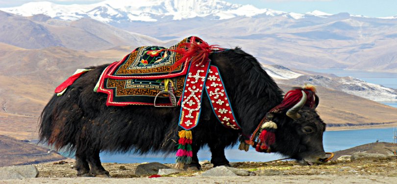 Himachali Yak