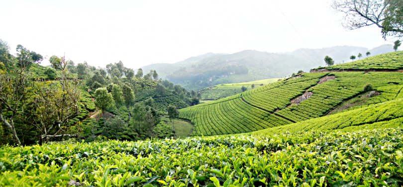 Tea Garden