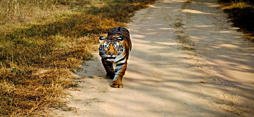 Tiger Spotted in Jim Corbett