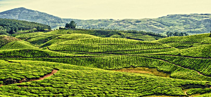 Tea Gardens in Kausani