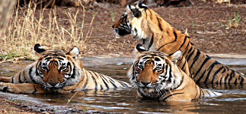 Tigers Spotted in Corbett National Park