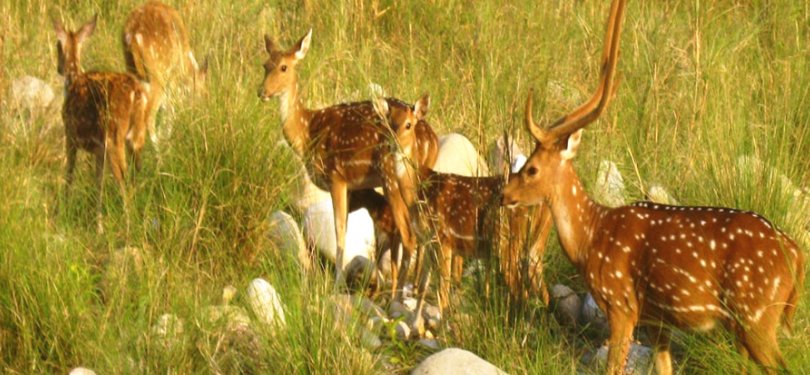 Spotted Deers in Binsar Wildlife