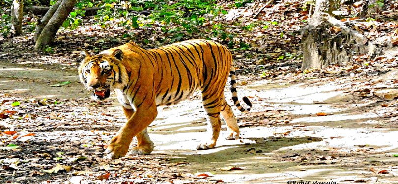 Tiger Spotted In National Park Uttarakhand