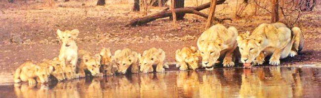 Gujarat Tour Sasan Gir