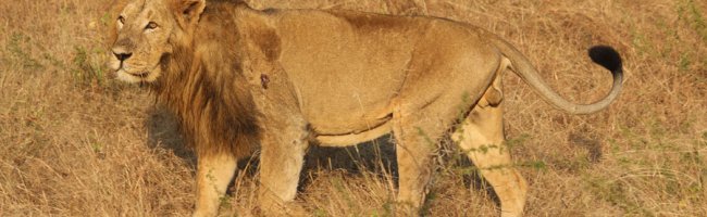 Lion Spotted in Gir Wildlife Sanctury