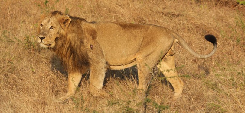 Lion Spotted in Gir Wildlife Sanctury