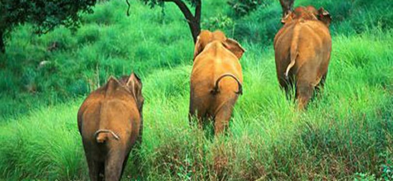 Elephant Spotted at Periyar 