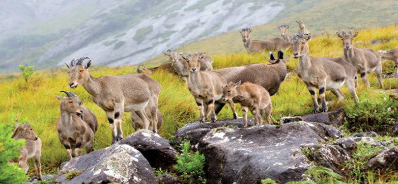 Periyar Wildlife Sanctuary