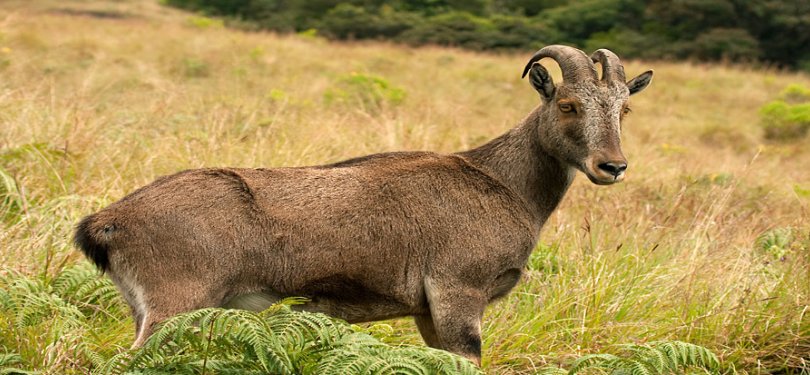 National Park Munnar