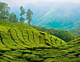 Munnar Tea Gardens