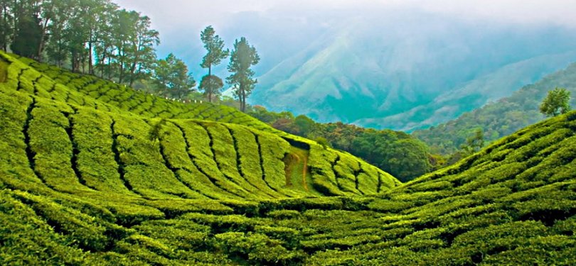 Munnar Tea Gardens