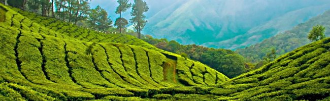 Munnar Tea Gardens