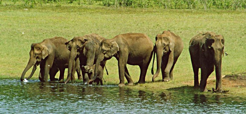 Elephants Grazing at Periyar Wildlife Sanctuary