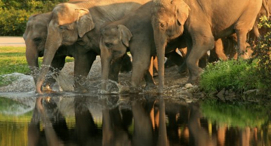 Mudumalai