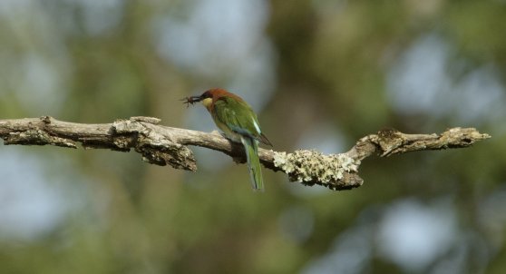 Kabini