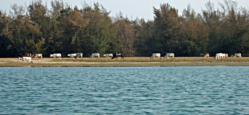 Chilika Lakr in Odisha