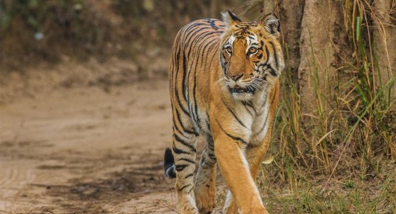 Corbett Tiger