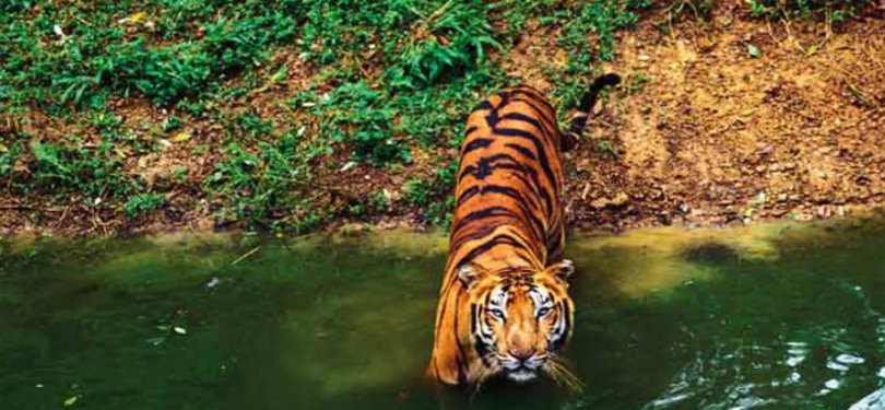 Tiger Spotted in Corbett