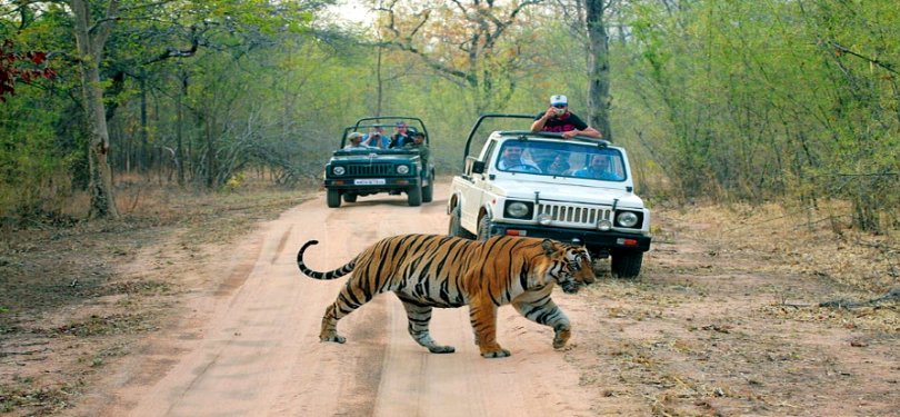 jungle safari in Ranthambore National Park 