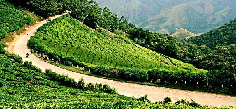 View of Munnar Tea Gardens