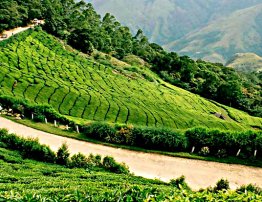 Munnar Tea Gardens View