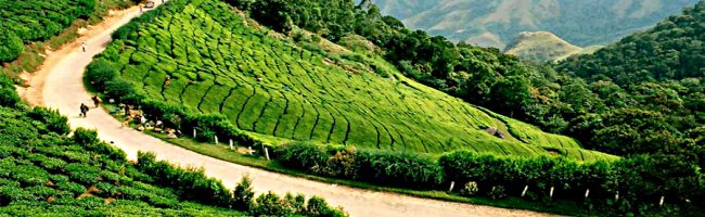 Munnar Tea Gardens View