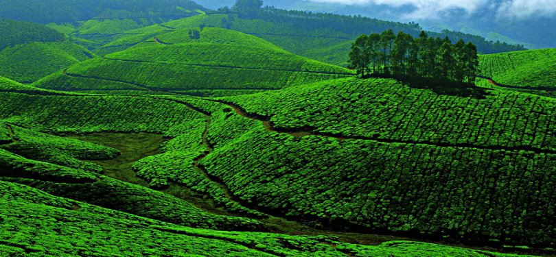 Munnar Tea Gardens