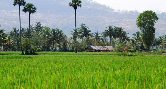 Palakkad