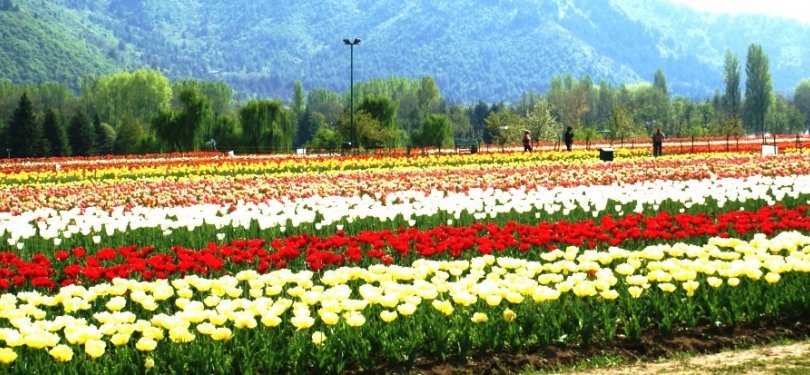 Tulip Garden Srinagar