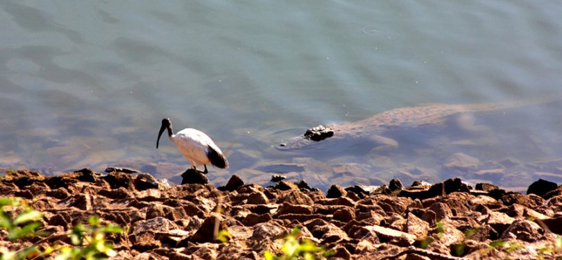 Gujarat Tour Gir National Park