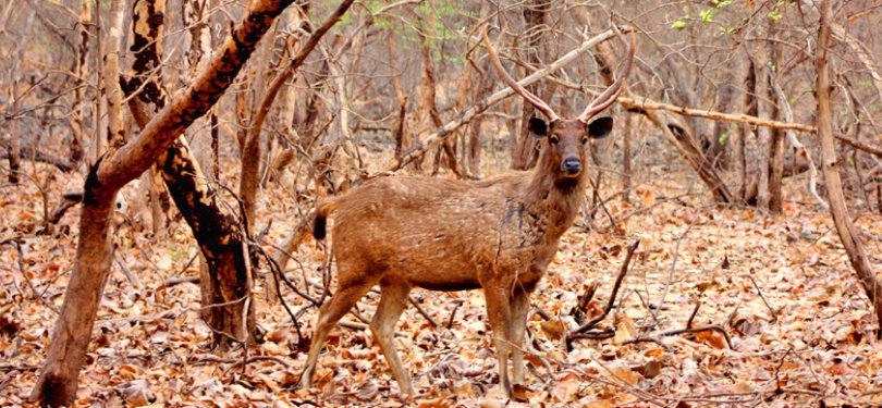 Gujarat Tour Gir National Park