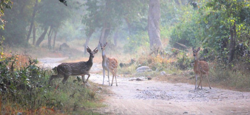 Majestic Uttrakhand Tour Deers Spotted