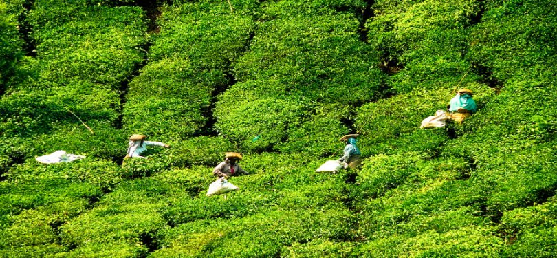 Tea Plantation Kochi