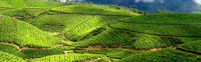 Munnar Tea Gardens