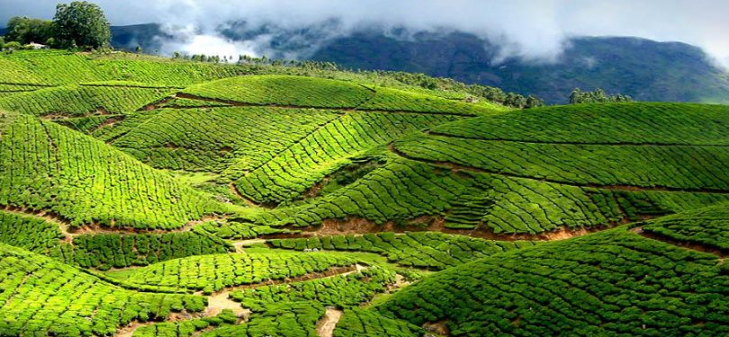 Munnar Tea Gardens