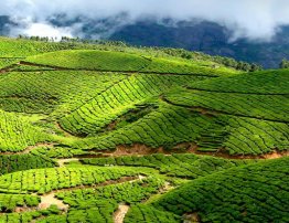 Munnar Tea Gardens