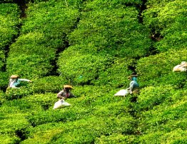 Famous Tea Gardens Munnar