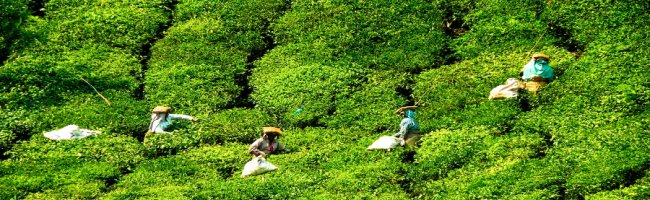 Famous Tea Gardens Munnar