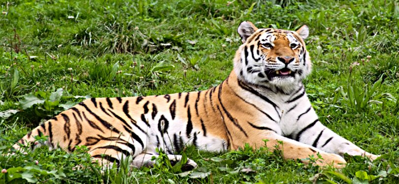 Tiger at Munnar