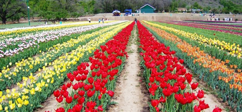 Tulip Garden