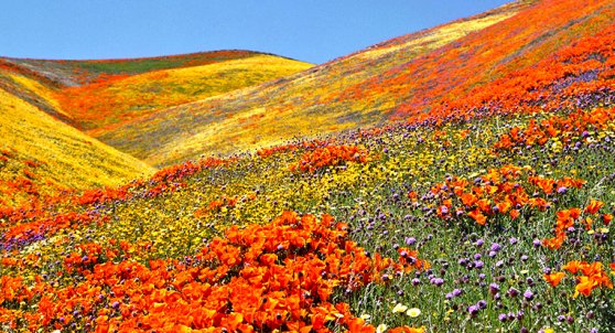 Valley of flowers