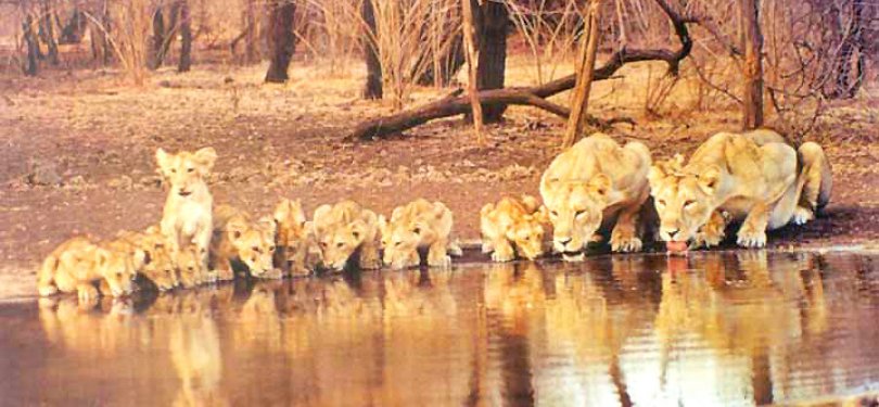 Gujarat Tour Gir National Park